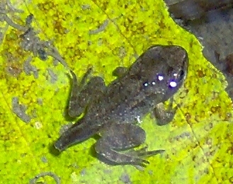 anfibio piccolissimo... Bufo bufo